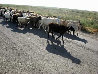 Atyrau region (oblast), Kazakhstan views - goats herd photo