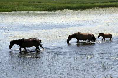 Atyrau region (oblast), Kazakhstan views - wild horses photo