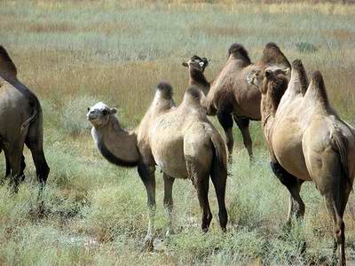 Atyrau region (oblast), Kazakhstan views - camels photo