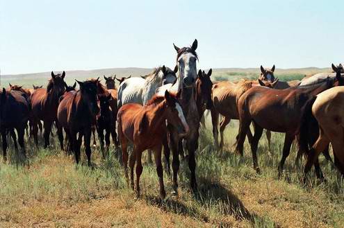 Kazakhstan country wild horses views 1st photo