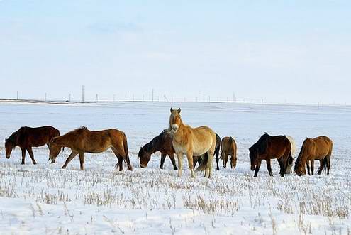 Kazakhstan country wild horses views 2nd photo