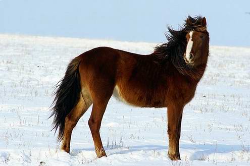 Kazakhstan country wild horses views 3rd photo