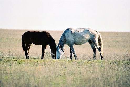 Kazakhstan country wild horses views 4th photo