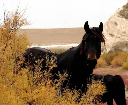 Kazakhstan country wild horses views 5th photo