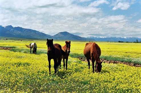 Wild horses of Kazakhstan steppes 1st photo