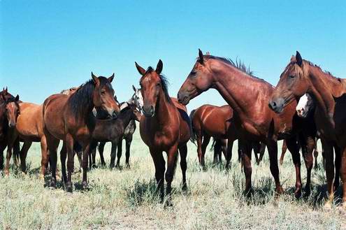 Wild horses of Kazakhstan steppes 2nd photo