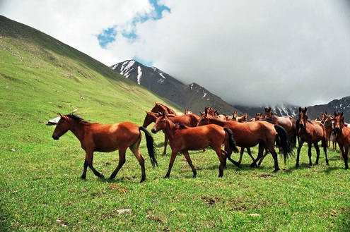 Wild horses of Kazakhstan steppes 3rd photo