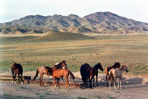 Wild horses of Kazakhstan steppes 4th photo