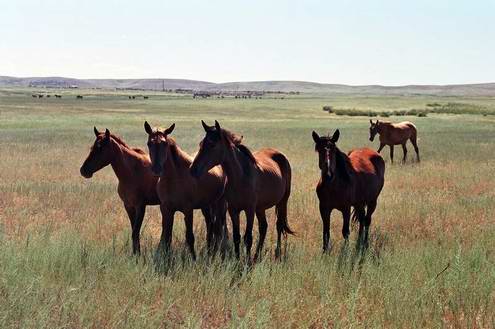 Wild horses of Kazakhstan steppes 5th photo