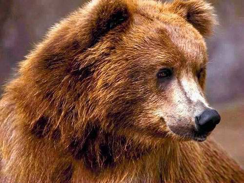 Kazakhstan flora and fauna: Kazakhstan nature views 7th picture Brown Bear