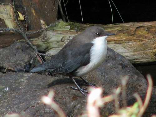 Kazakhstan flora and fauna: Kazakhstan nature views 8th picture Bird
