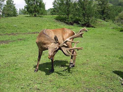 Kazakhstan flora and fauna: Kazakhstan nature views 10th picture Maral