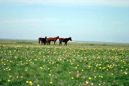 Kazakhstan flora and fauna: Kazakhstan nature views 13th picture Steppe