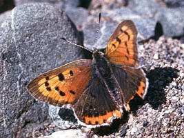 Kazakhstan flora and fauna: Kazakhstan nature views 1st picture