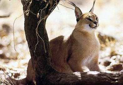 Kazakhstan flora and fauna: Kazakhstan nature views 3rd picture
