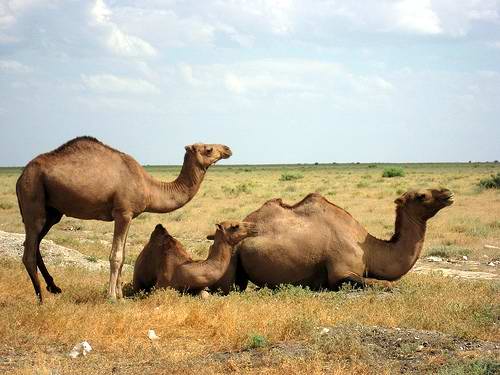 Kzyl-Orda (Kyzylorda) Kazakhstan region (oblast) camels photo