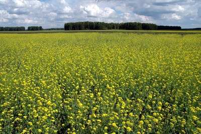 North Kazakhstan region (oblast) Kazakhstan nature 1st photo
