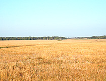 North Kazakhstan oblast field view