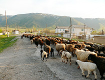 Kazakhstan sheep scenery