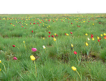Kazakhstan tulips field