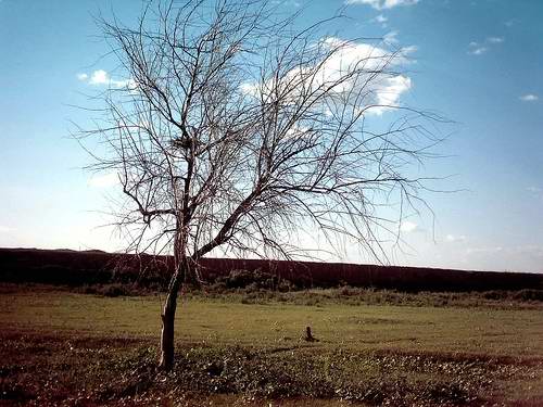 West Kazakhstan region of Kazakhstan nature 1st photo