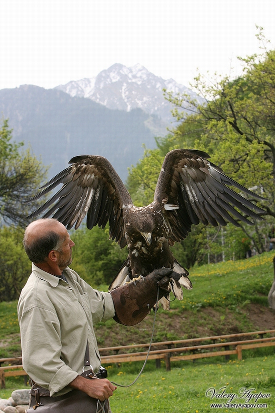 Kazakhstan mighty falcons view