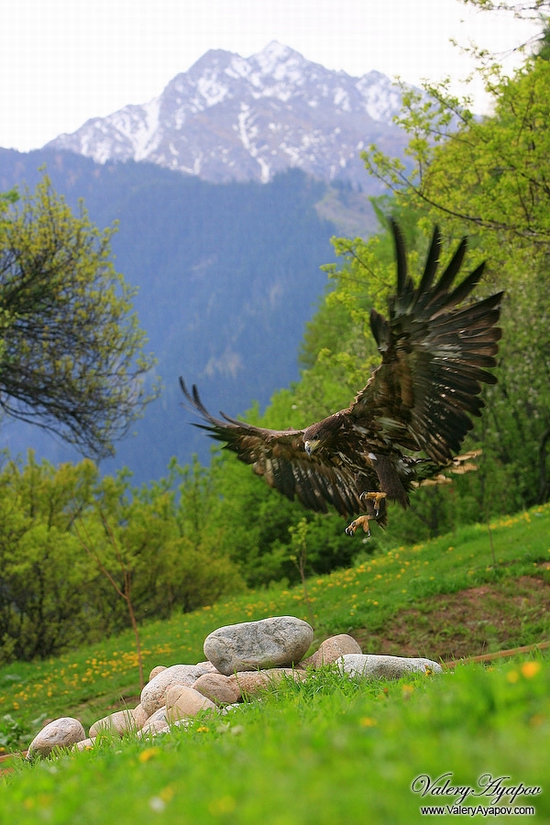 Kazakhstan mighty falcons view