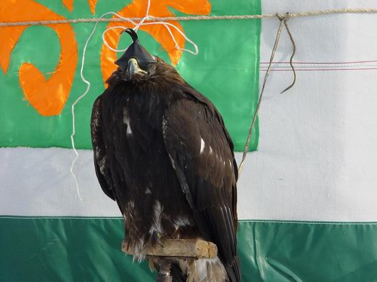 Kazakhstan - The hunt with tame hawks and falcons view 1