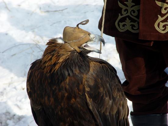 Kazakhstan - The hunt with tame hawks and falcons view 11