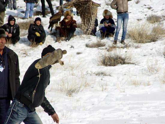 Kazakhstan - The hunt with tame hawks and falcons view 19