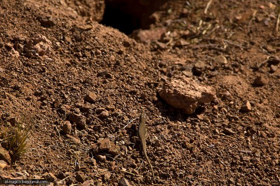 Unique nature of Charyn Canyon, Kazakhstan photo 27