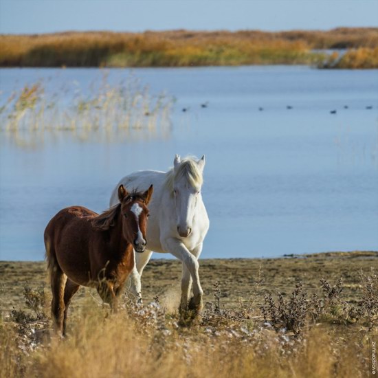 Expedition to Kyzylorda Region, Kazakhstan, photo 12