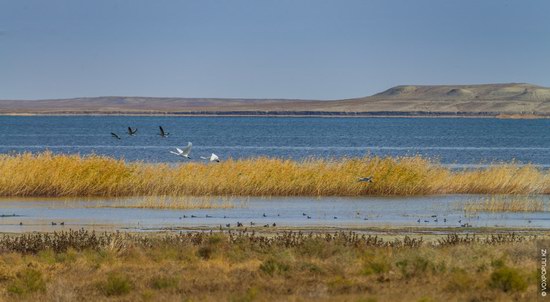 Expedition to Kyzylorda Region, Kazakhstan, photo 13