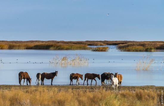 Expedition to Kyzylorda Region, Kazakhstan, photo 7