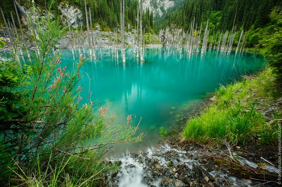 Sunken Forest, Kaindy Lake, Kazakhstan, photo 1