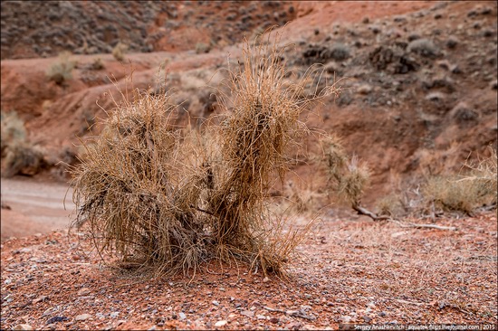 Grand Canyon in Kazakhstan, photo 14