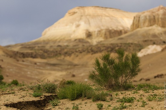 One day on Boszhira Tract, Kazakhstan, photo 21