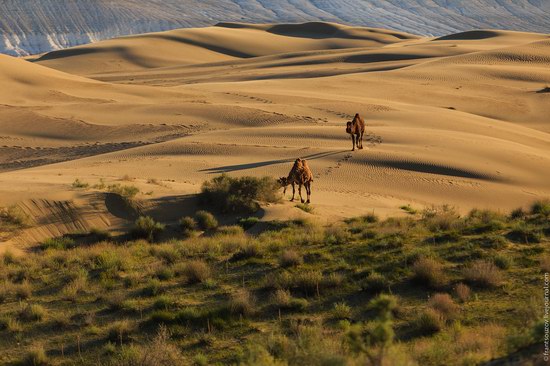 Senek sands, Mangystau region, Kazakhstan, photo 13