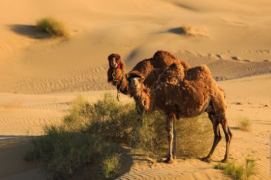 Senek sands, Mangystau region, Kazakhstan, photo 14