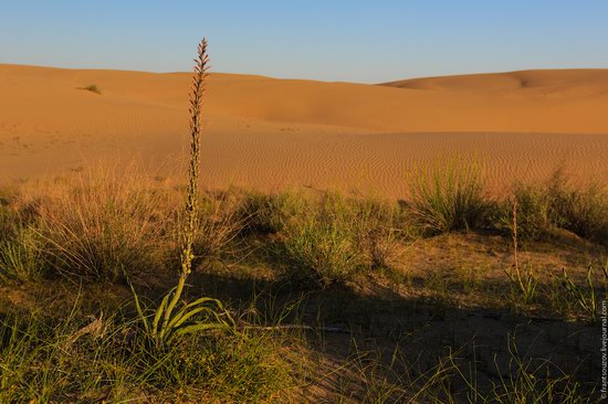 Senek sands, Mangystau region, Kazakhstan, photo 15