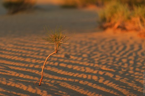 Senek sands, Mangystau region, Kazakhstan, photo 17