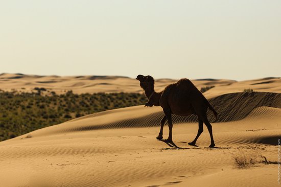 Senek sands, Mangystau region, Kazakhstan, photo 4