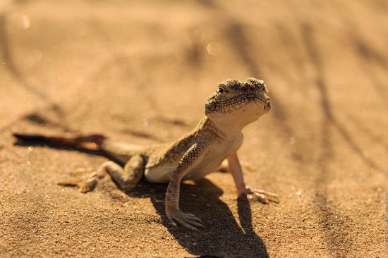 Senek sands, Mangystau region, Kazakhstan, photo 5