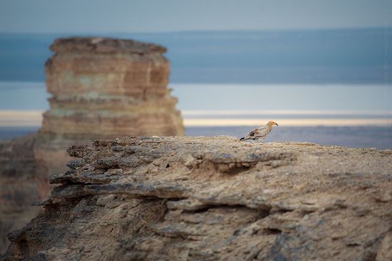 Boszhira tract, Mangystau region, Kazakhstan, photo 8