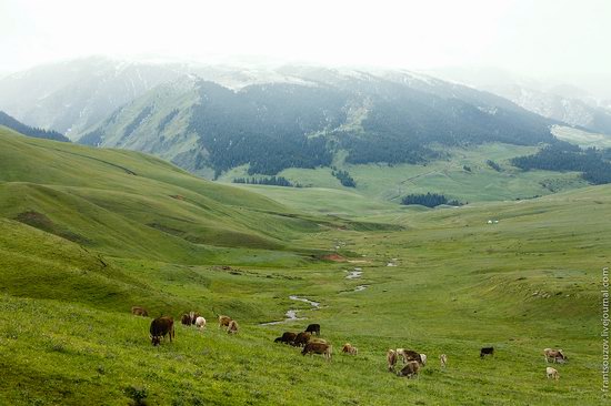 Snowy summer on Assy-Turgen mountain plateau, Kazakhstan, photo 12