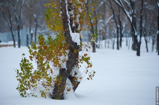 Almaty after heavy snowfall, Kazakhstan, photo 13