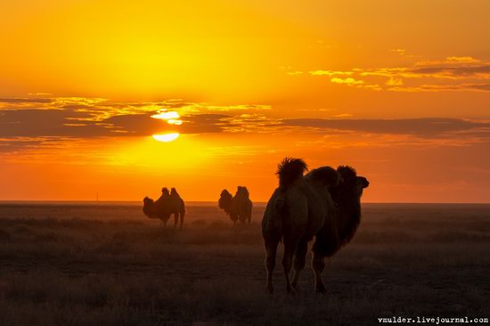 Senek Sands desert in the Mangystau region, Kazakhstan, photo 21