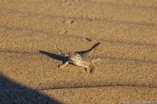 Senek Sands desert in the Mangystau region, Kazakhstan, photo 3