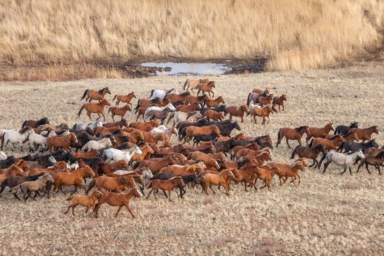 Saryarka - Steppe and Lakes of Kazakhstan, photo 9