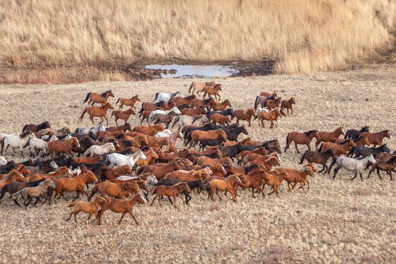Звери чуют кочующие стада ставишь. Табуны лошадей в степях Казахстана. Казахстан степь табуны. Казахские степи табун лошадей. Степи Башкирии табуны диких лошадей.